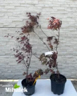 acer-palmatum-atroporupureum-varijacije-1