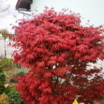 acer palmatum atropurpureum2
