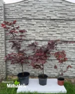 acer-palmatum-atropurpureum-sadnice-1