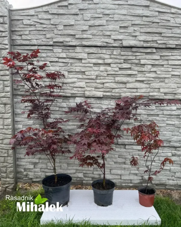 acer-palmatum-atropurpureum-sadnice-1