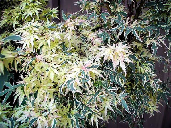 acer palmatum butterfly1