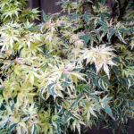 acer palmatum butterfly1