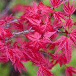 acer palmatum deshojo