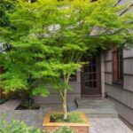 acer palmatum seiryu