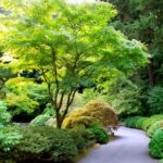 acer palmatum - zeleni