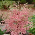 acer palmatum taylor