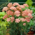 achilea millefolium peachy seduction