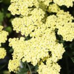 achillea yellow light