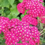 achillea millefolium rose madder