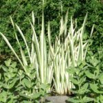 acorus calamus variegatus