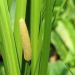 acorus calamus - iriđot1