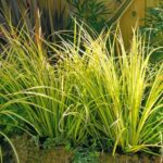 acorus gramineus ogon4