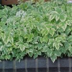 aegopodium variegatum1