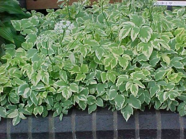 aegopodium variegatum1