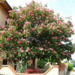 aesculus_carnea_brioti