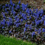 ajuga black scallop