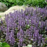 ajuga reptans