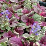 ajuga reptans burgundi glow