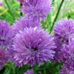 allium - ukrasni luk