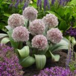 allium karataviense