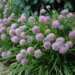allium niski roze