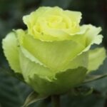 amandine-zelena-ruza