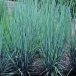andropogon scoparius
