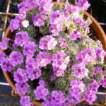 androsase sermentosa