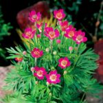 anemona anabella rubra