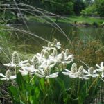 anemopsis californica