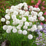 armeria alba 1