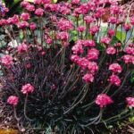 armeria maritima rubrifolia