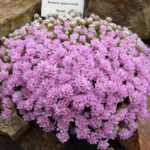 armeria juniperifolia - mini