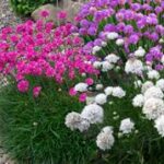 armeria mix