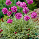 armeria nifty thrifty