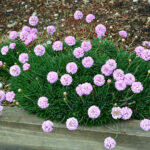 armeria pink petite