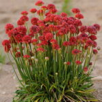 armeria ballerina red
