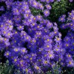 zvezdan tamno ljubičasti