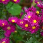 aster september
