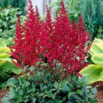 astilba crvena