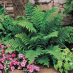 athyrium filix femina2