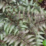 athyrium niponicum var pictum