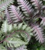 athyrium-nipponicum-red-beauty