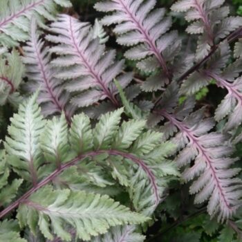 athyrium-nipponicum-red-beauty