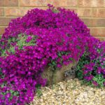 aubrieta red purple1