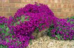 aubrieta red purple1