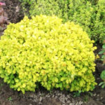 berberis bonanza gold