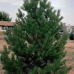 beli-bor-pinus-sylvestris1