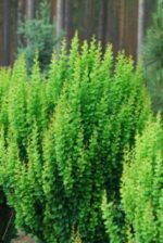berberis erecta