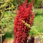 berberis orange rocket